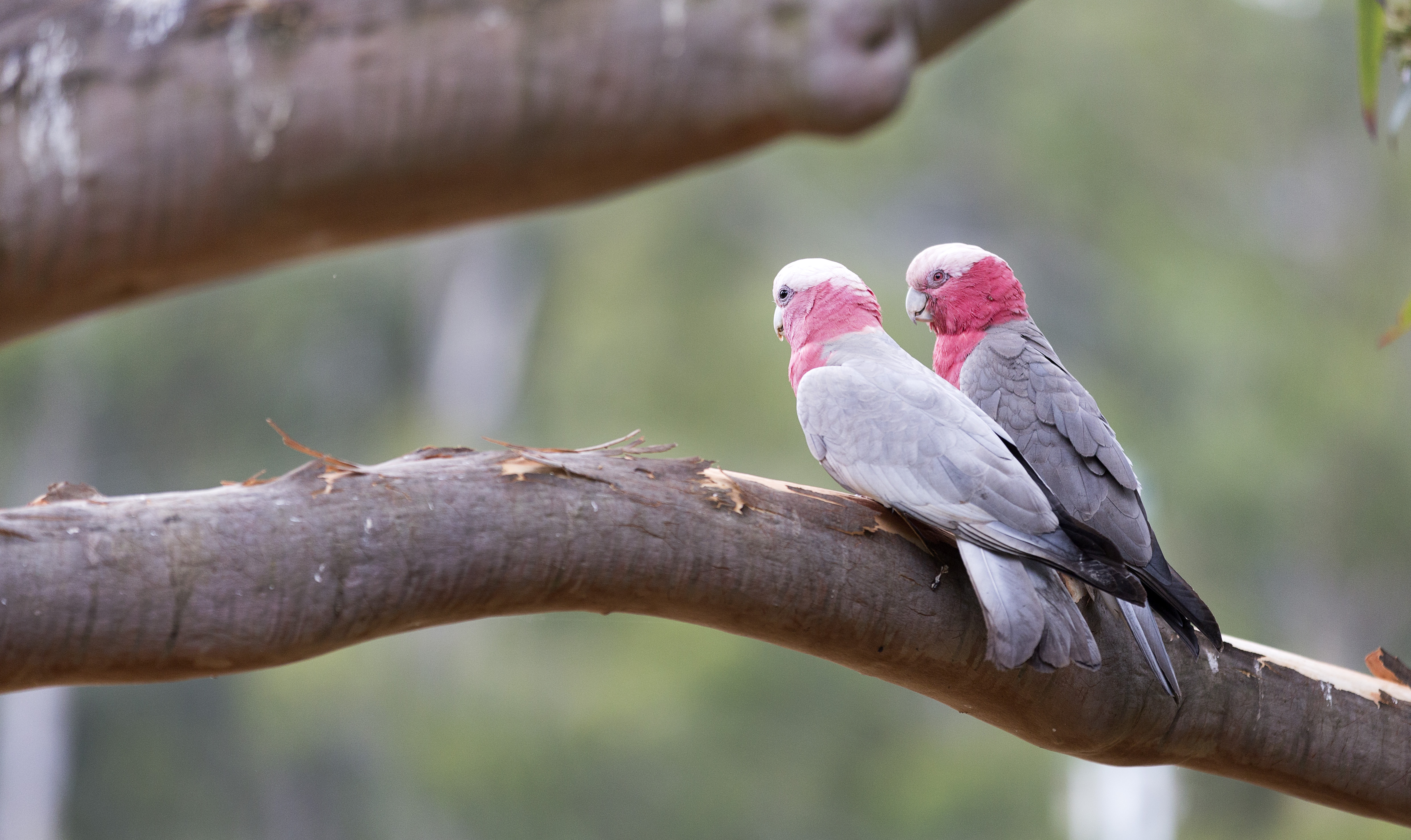 galahs